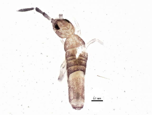 Image of Entomobryoides