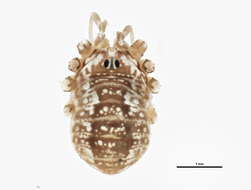 Image of Leiobunum aldrichi (Weed 1893)