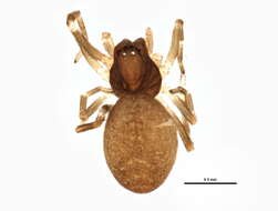 Image of Emblyna decaprini (Kaston 1945)