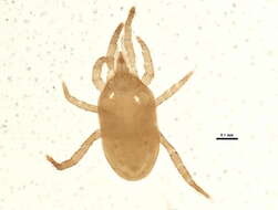Image of Pseudoparasitus