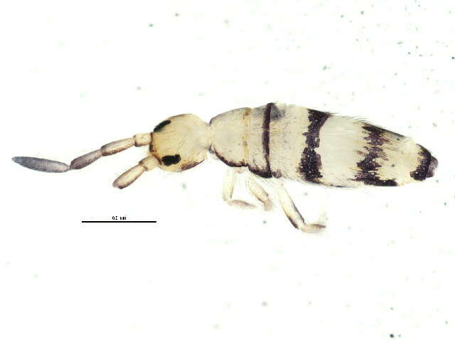 صورة Entomobrya ligata Folsom & JW 1924