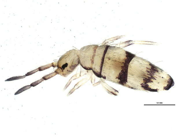 صورة Entomobrya ligata Folsom & JW 1924