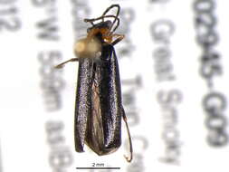 Image de <i>Rhagonycha parvicollis</i>