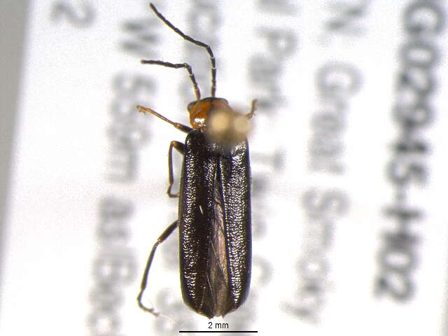 Image of <i>Rhagonycha parvicollis</i>