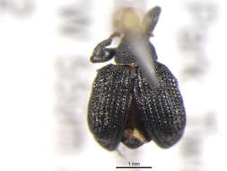 Image of Odontopus calceatus Say & T. 1831