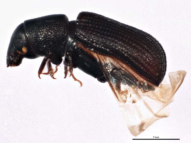 Image of European Wood Weevil