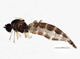 Image of Zygoneura