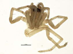 Image of Wadotes hybridus (Emerton 1890)