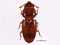 Image of small flattened bark beetles