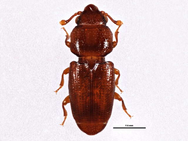 Image of small flattened bark beetles