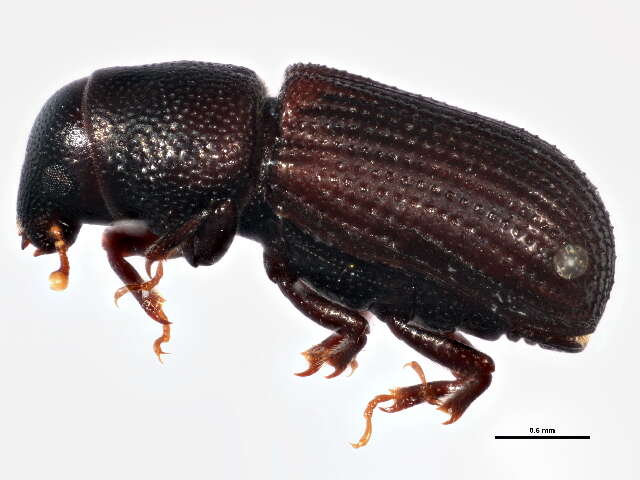 Image of European Wood Weevil