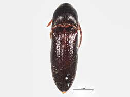 Image of <i>Isarthrus rufipes</i>