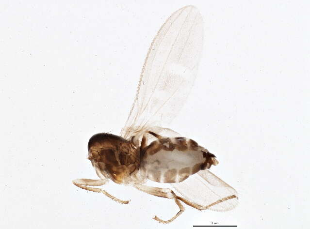 Image de Stenomicra angustata Coquillett 1900