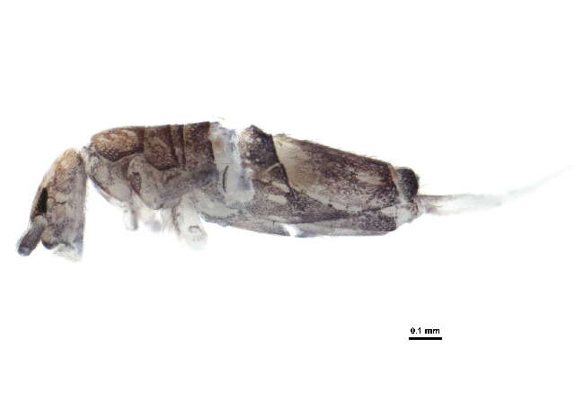 Image of Entomobryoides