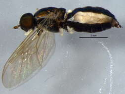 Plancia ëd Cephalochrysa nigricornis (Loew 1866)