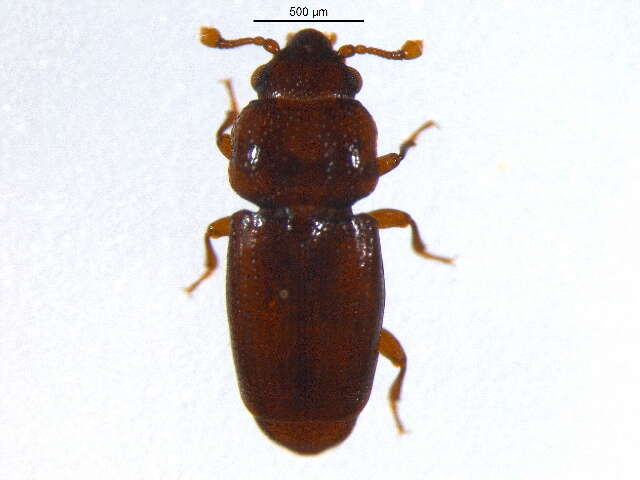 Image of small flattened bark beetles