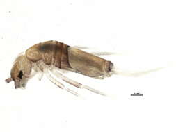 Image of Entomobryoides