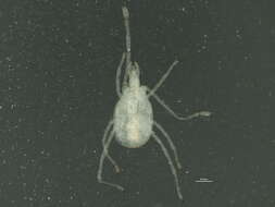 Image of Smarididae