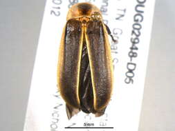 Image of Photinus