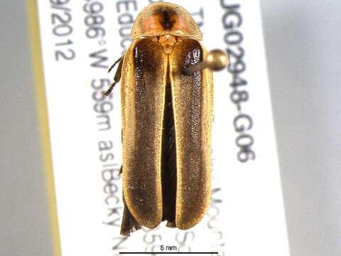 Image of Photinus