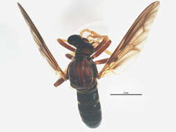 Image of Ceraturgus cruciatus (Say 1823)