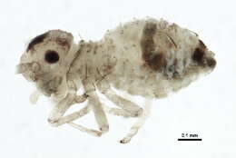 Dasydemellidae resmi