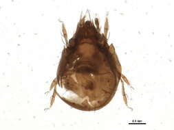 Image of Oribatellidae Jacot 1925