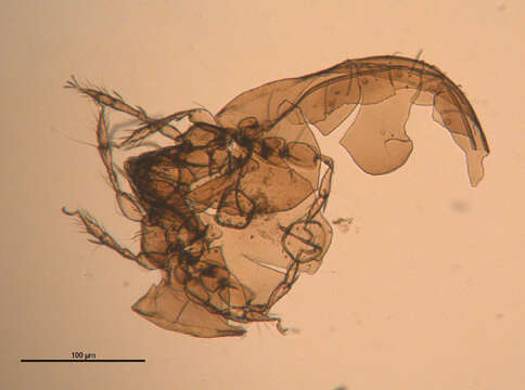 Oribatelloidea Jacot 1925的圖片