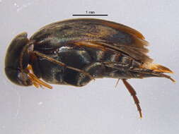 Image of Falsomordellistena hebraica (Le Conte 1862)