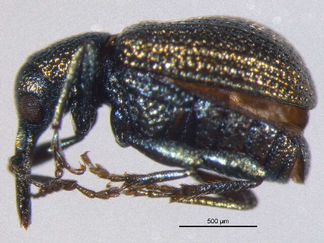 Image of leaf rolling weevils