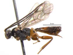 Image of Sphecophaga