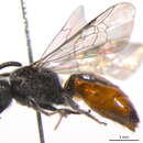 Image of Sphecodes smilacinae Robertson 1897