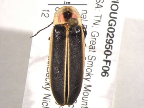 Image of common eastern firefly