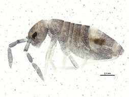 Image of Entomobryoides