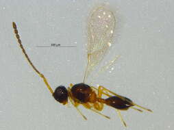 Image of Diapriinae