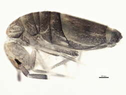 Image of Entomobryoides