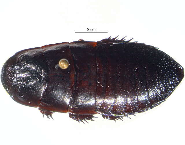 Image of wood roaches