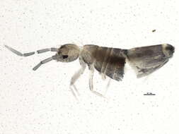 Image of Entomobryoides