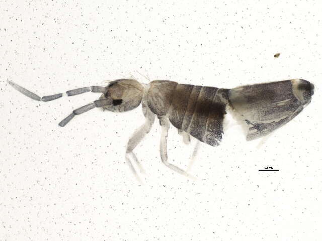 Image of Entomobryoides