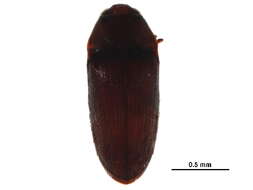 Image of small false click beetles