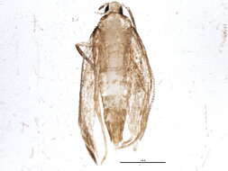 Image of Stenoptinea