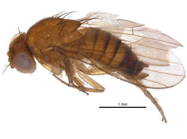 Plancia ëd Drosophila suzukii (Matsumura 1931)