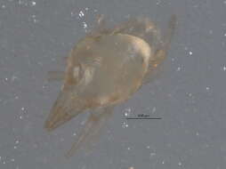 Image of Pulaeus