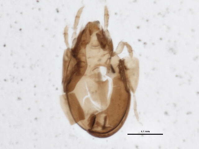 Image of Ceratokalummidae Balogh 1970