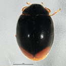 Image of Scymnus (Pullus) brullei Mulsant 1850