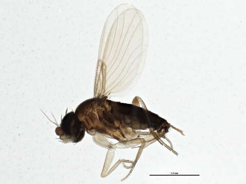 Image of Ant-decapitating Flies