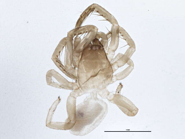 Image of Haplogynae