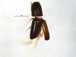 Image of Bark beetle