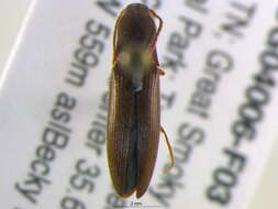 Image of <i>Agriotes oblongicollis</i>