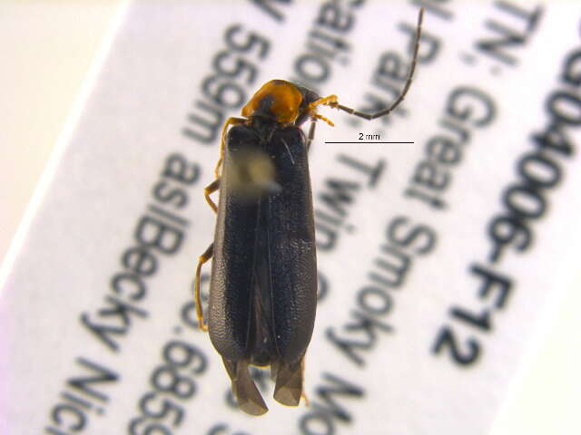 Image de <i>Rhagonycha parvicollis</i>